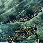 Huile d'olive extra vierge aromatisée au piment et poivre "Cultivar Taggiasca" Antico Frantoio Grillo - 100 ml de la Ligurie